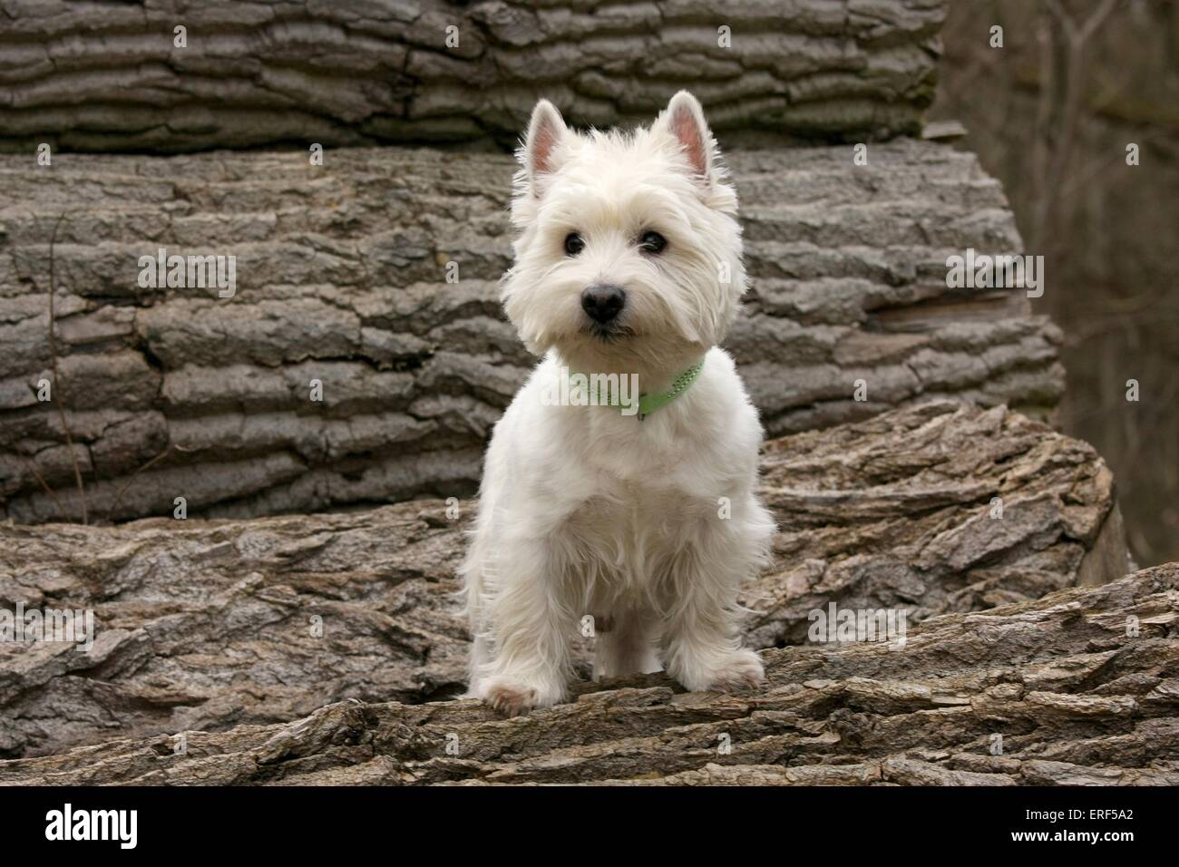 West Highland White Terrier Foto Stock