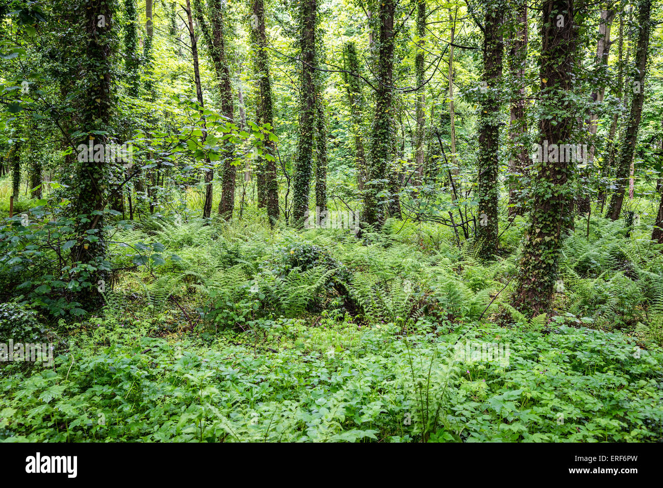 Coperto di edera alberi in un legno tappezzate da felci. Verde Foto Stock