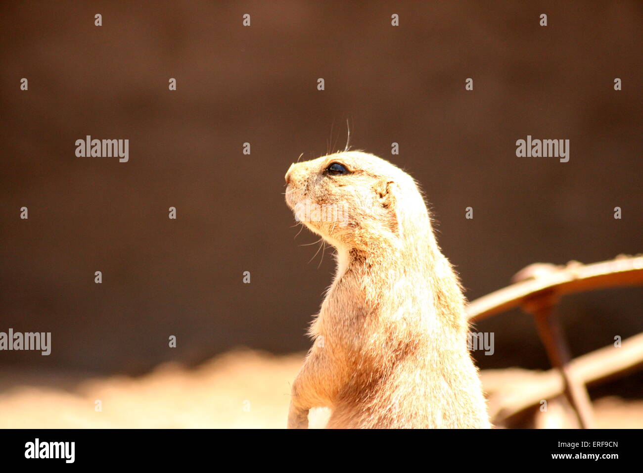 Questa è una foto di un cane della prateria che ho catturato un giorno come stava guardando fuori dal suo insieme a tutte le persone che guardano a lui. Foto Stock