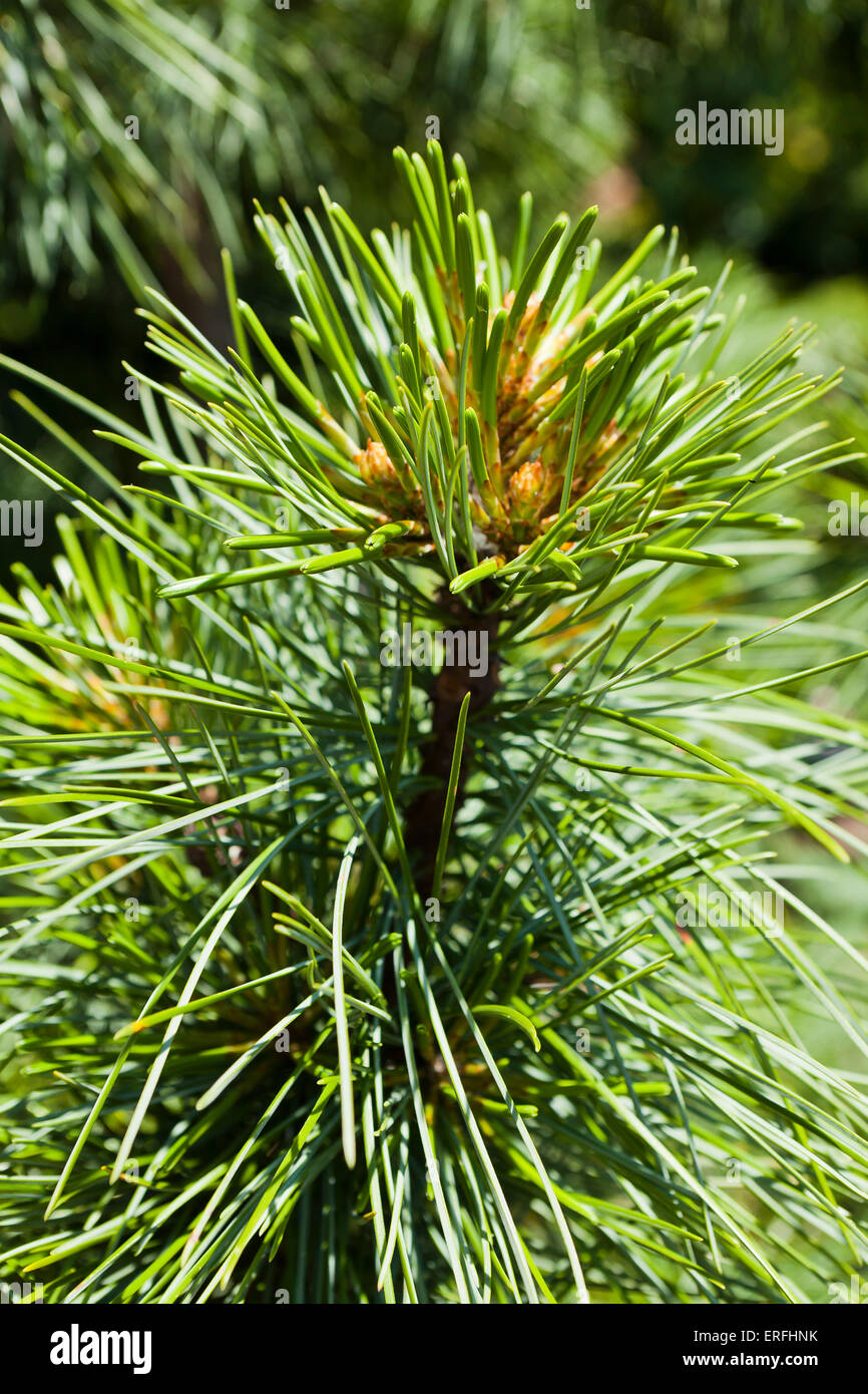 Il coreano aghi di pino closeup (Pinus koraiensis) Foto Stock