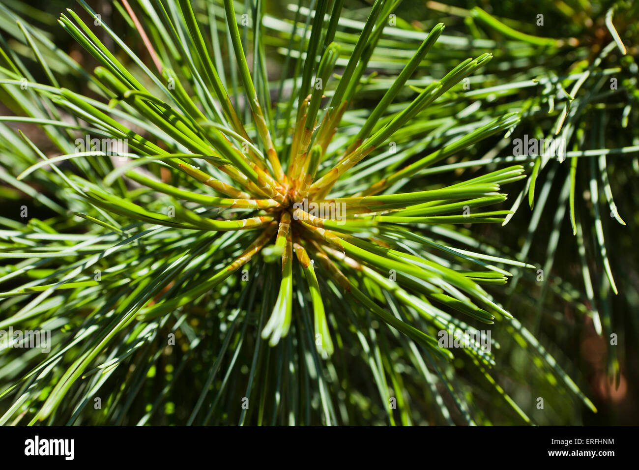 Il coreano aghi di pino closeup (Pinus koraiensis) Foto Stock