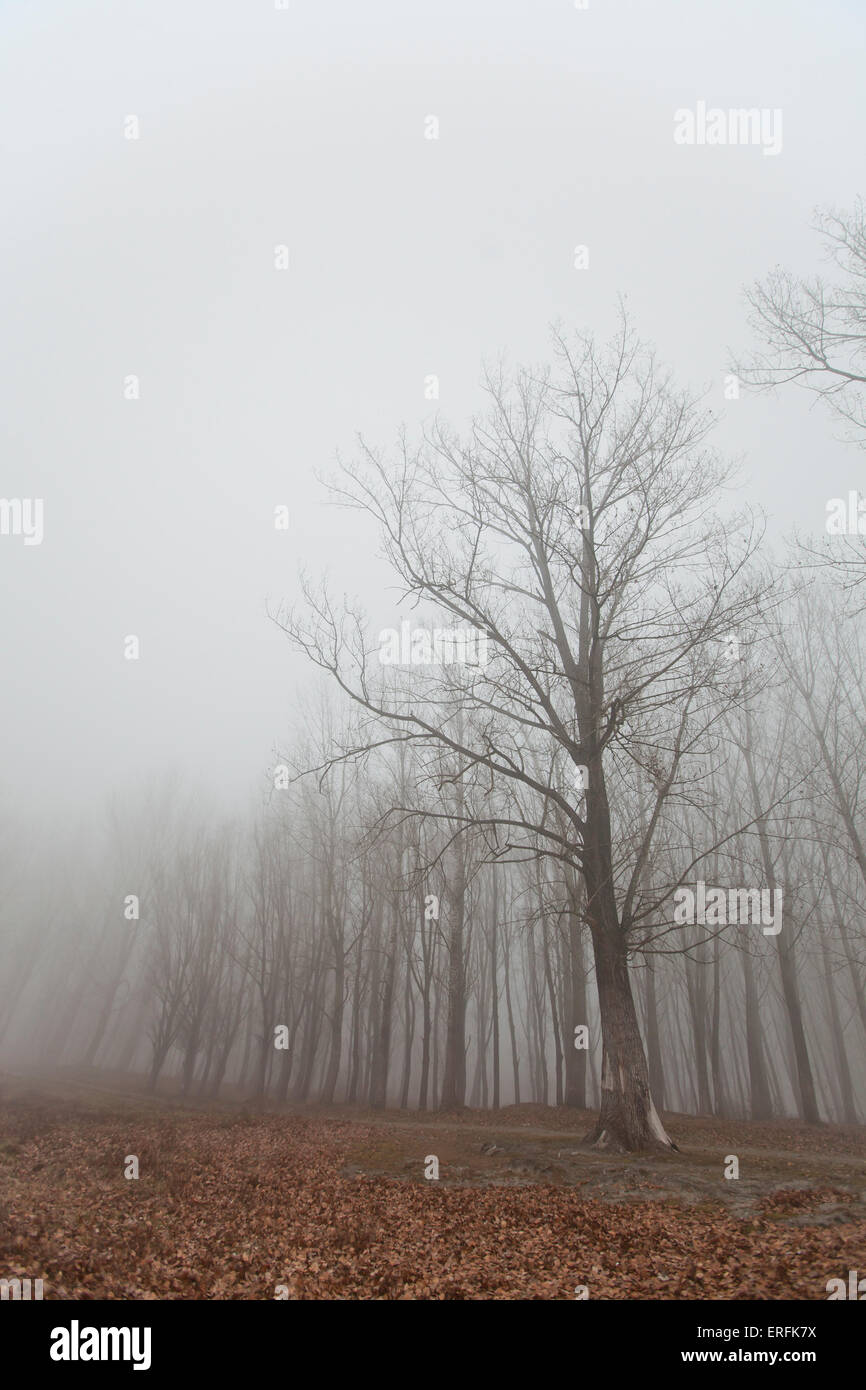 La nebbia nella foresta Foto Stock