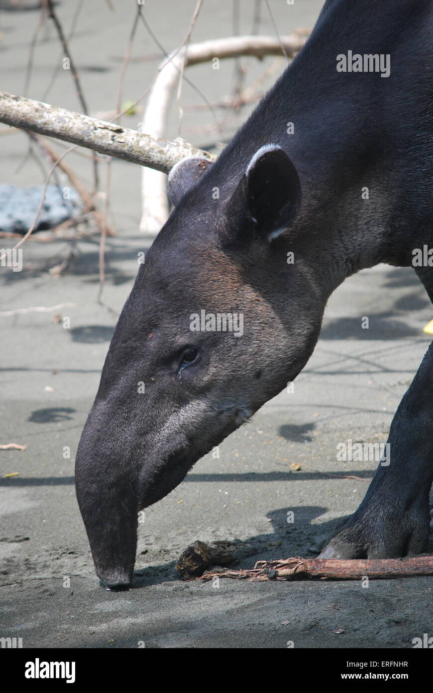 Baird tapiro del foraggio sulla spiaggia nel Parco Nazionale di Corcovado, Costa Rica Foto Stock
