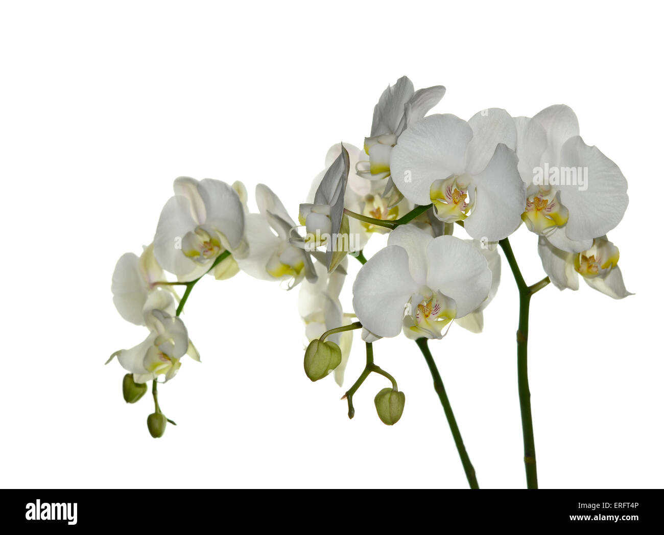 Bella white orchid flower su sfondo bianco Foto Stock