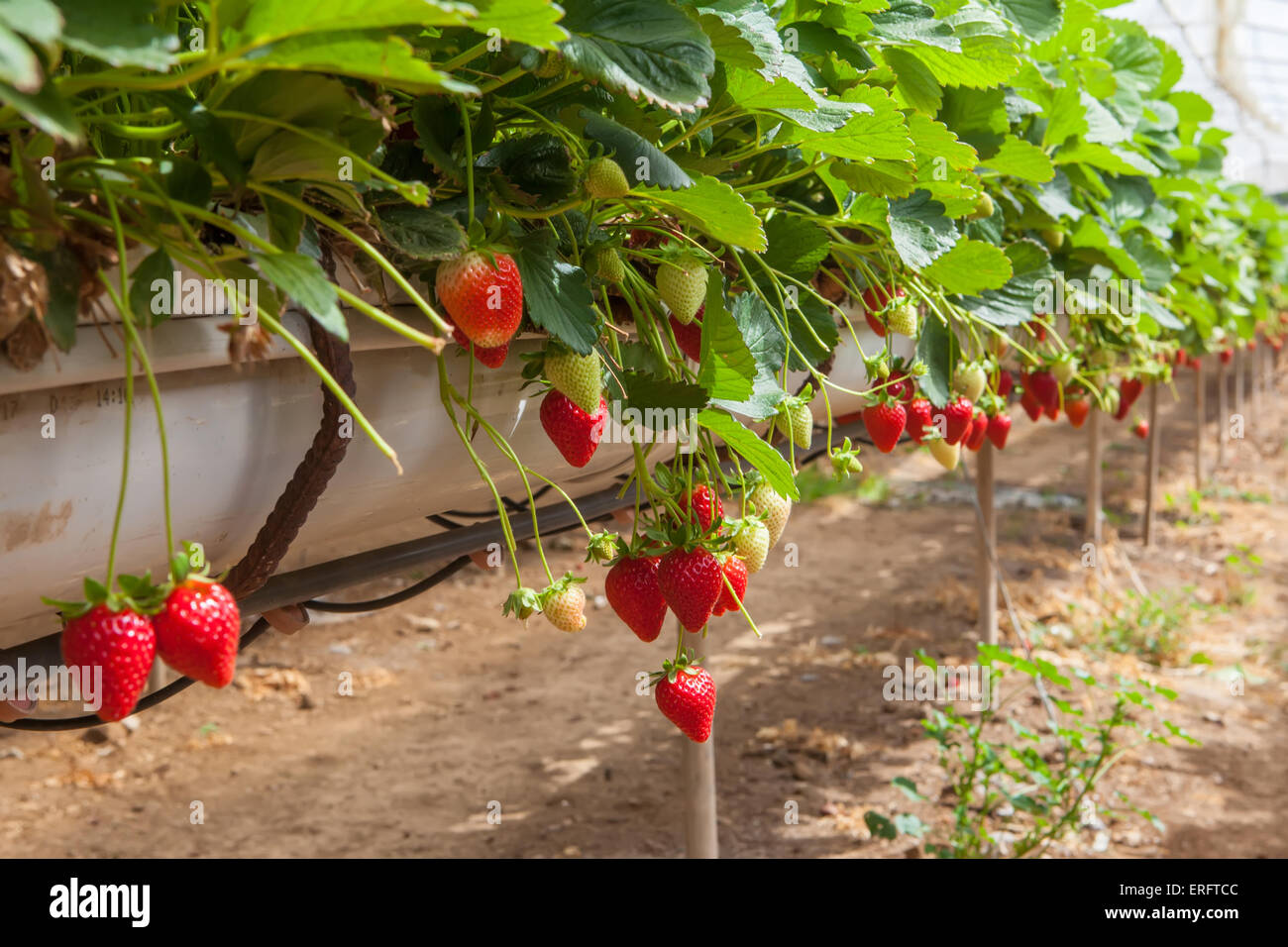 La coltivazione idroponica di fragole dolci sul serra Foto stock - Alamy