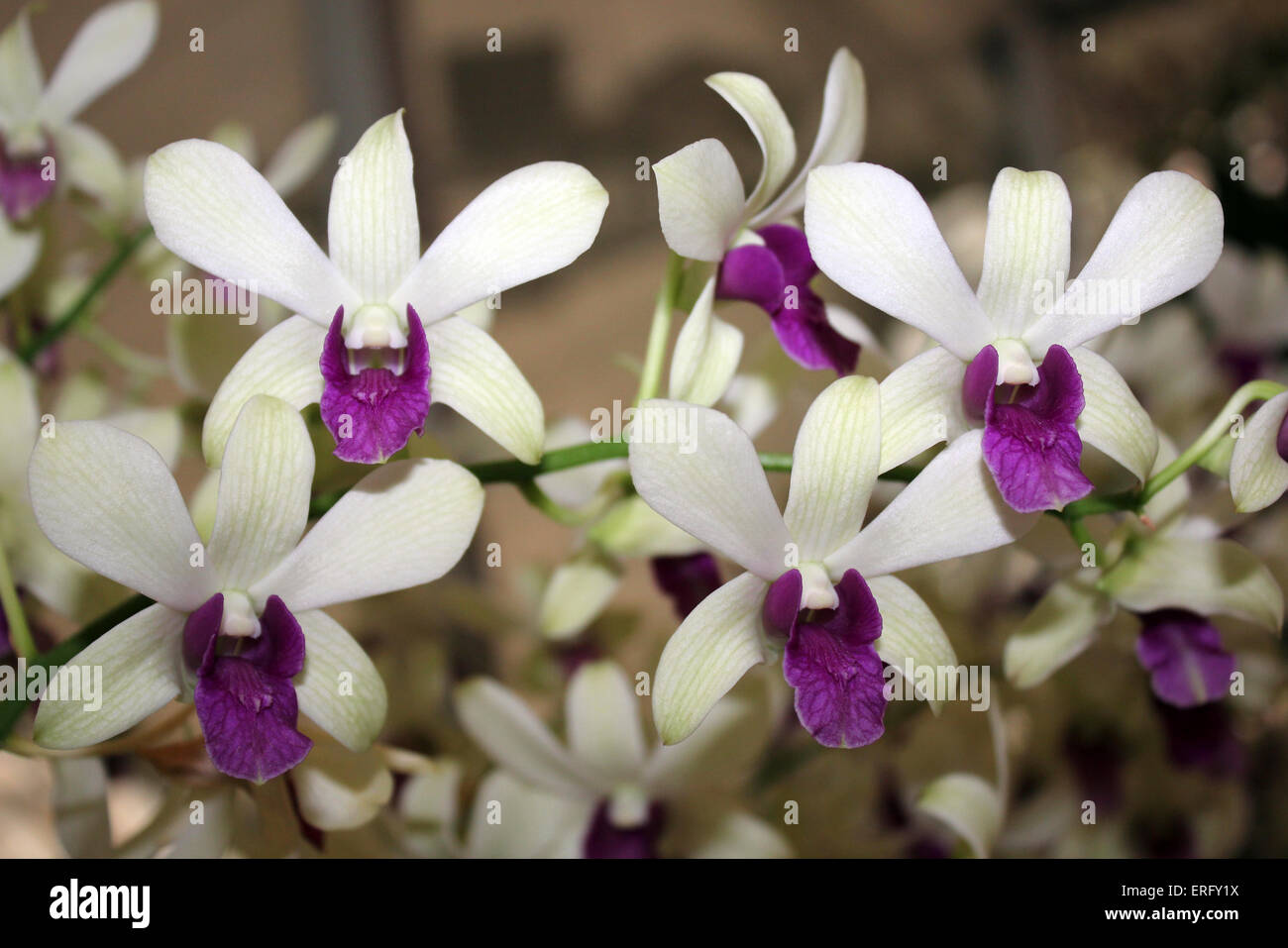 Bianco e Viola Orchidee Thailandia Foto Stock