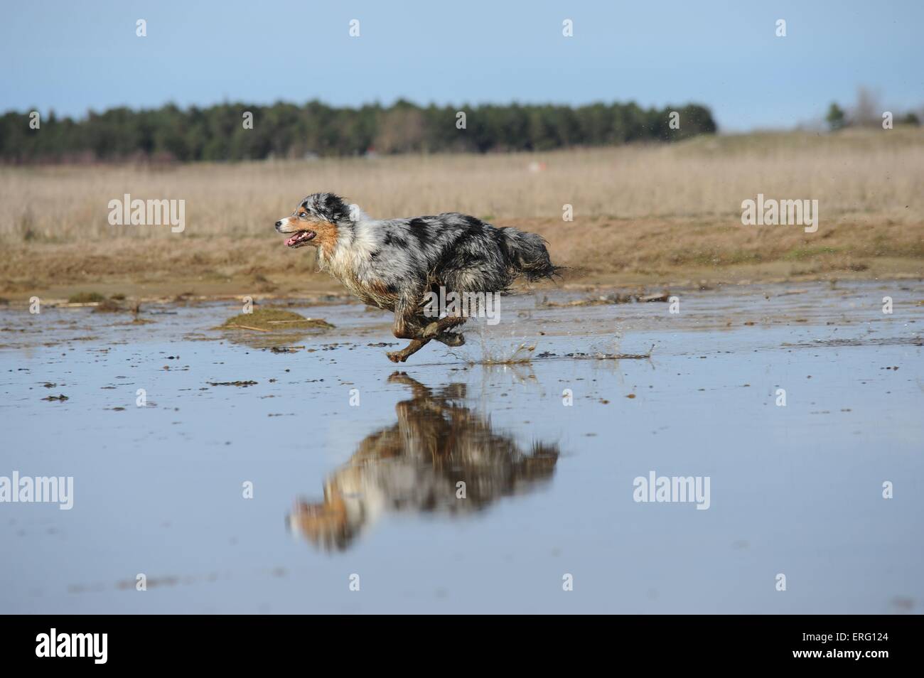 Esecuzione di pastore australiano Foto Stock