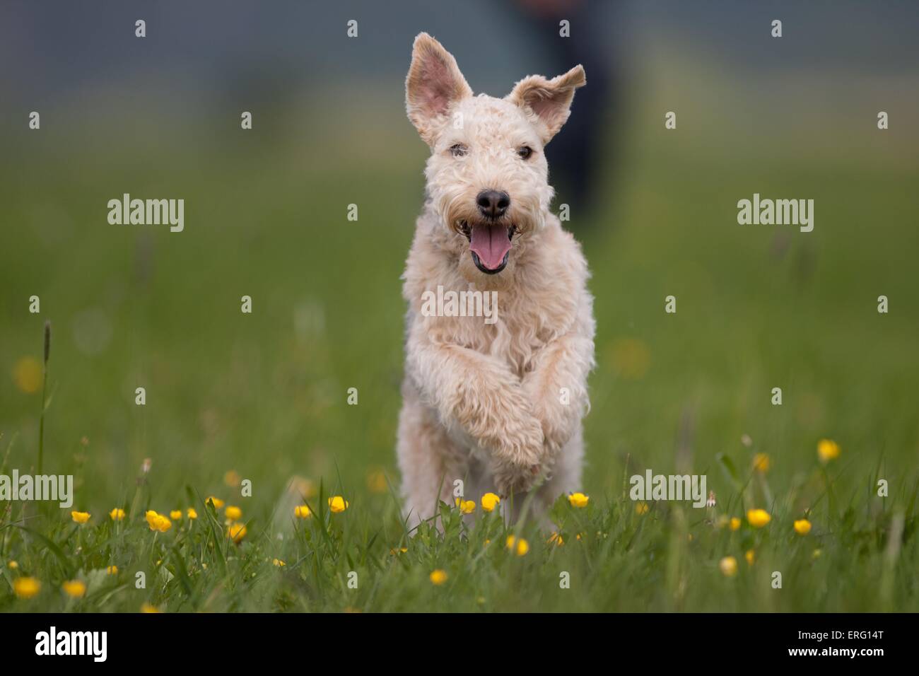 Esecuzione di Lakeland Terrier Foto Stock