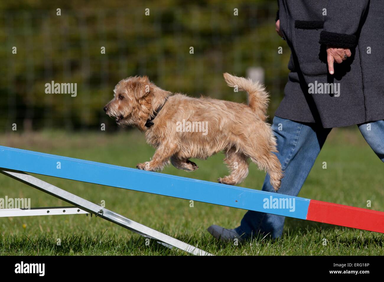Norfolk Terrier in agilità Foto Stock
