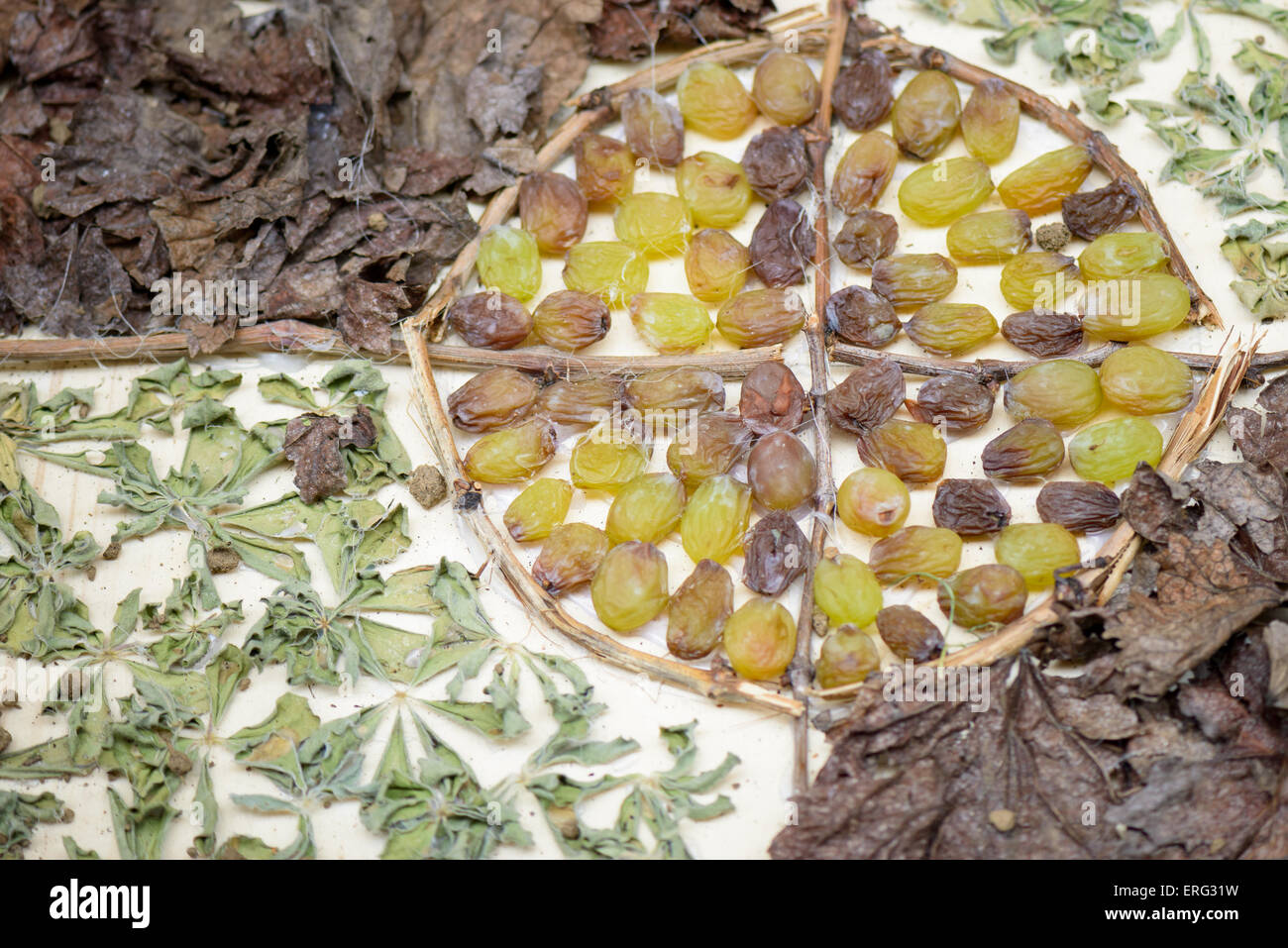 Bella composizione con materiale naturale, come frutta secca, noci, pigne, uva, nocciole e mais Foto Stock