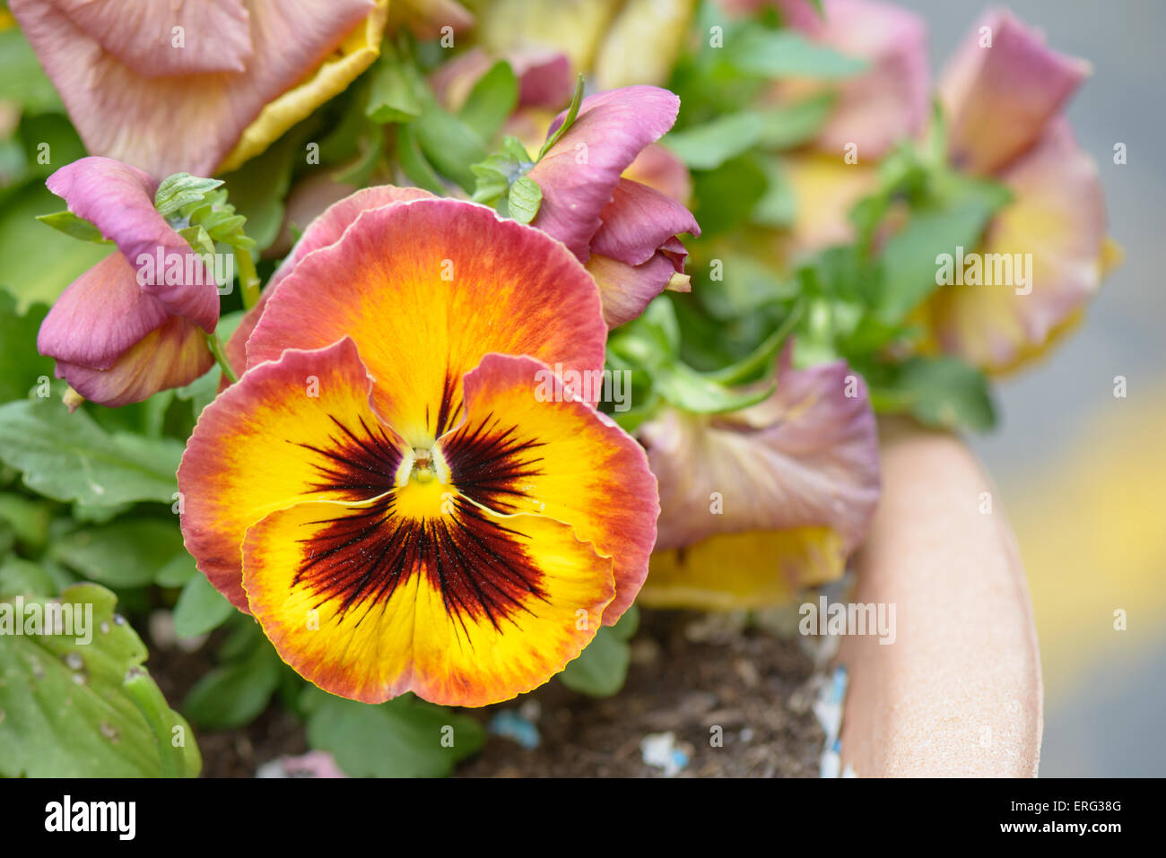 Fiore viola del pensiero con il rosso e il giallo petali Foto Stock