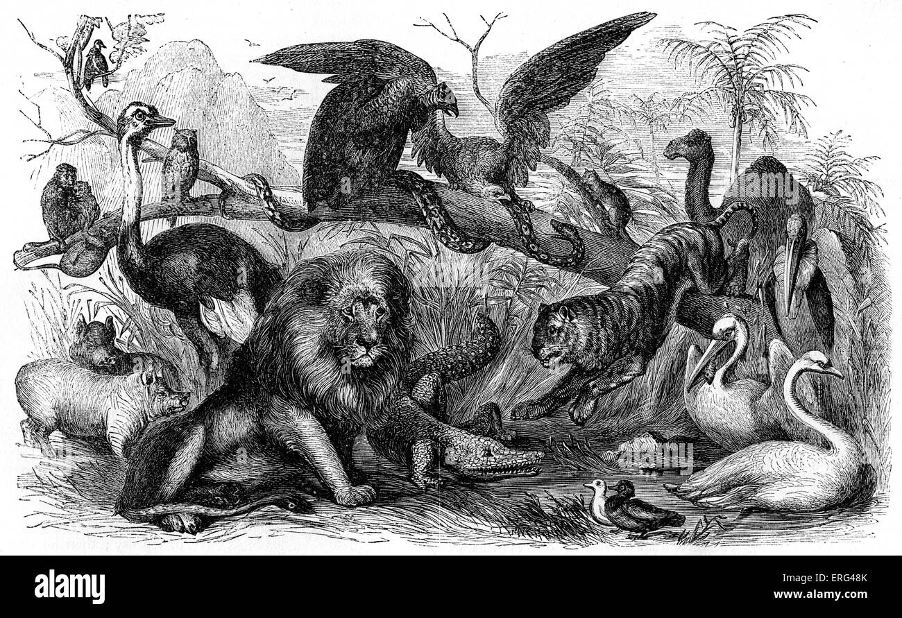 Animali proibito di essere mangiata dagli Israeliti. (Camel, Coney, lepre, suina, Eagle, gipeto, ospray, avvoltoio, raven, OWL, notte Foto Stock