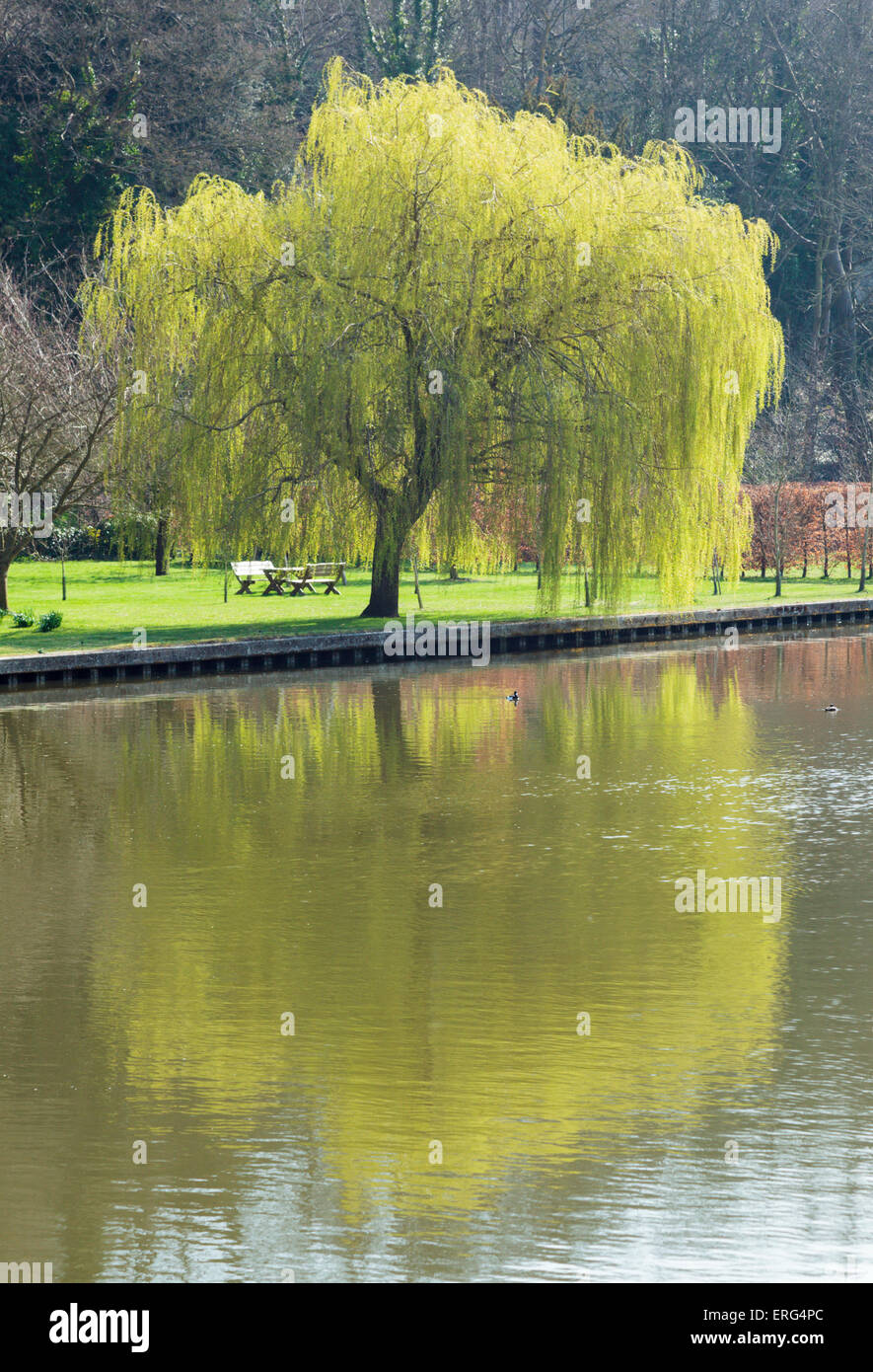 Un salice piangente albero riflessa nel fiume Tamigi vicino a Henley on Thames Foto Stock