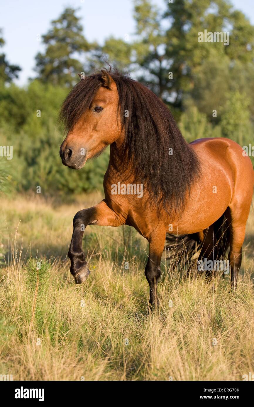 Mostra Shetlandpony trucco Foto Stock