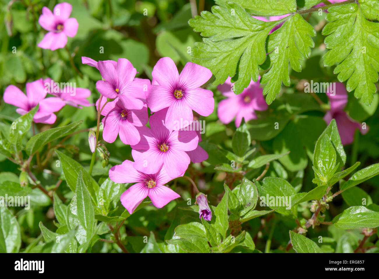 Gruppo di viola fiori selvatici close up Foto Stock
