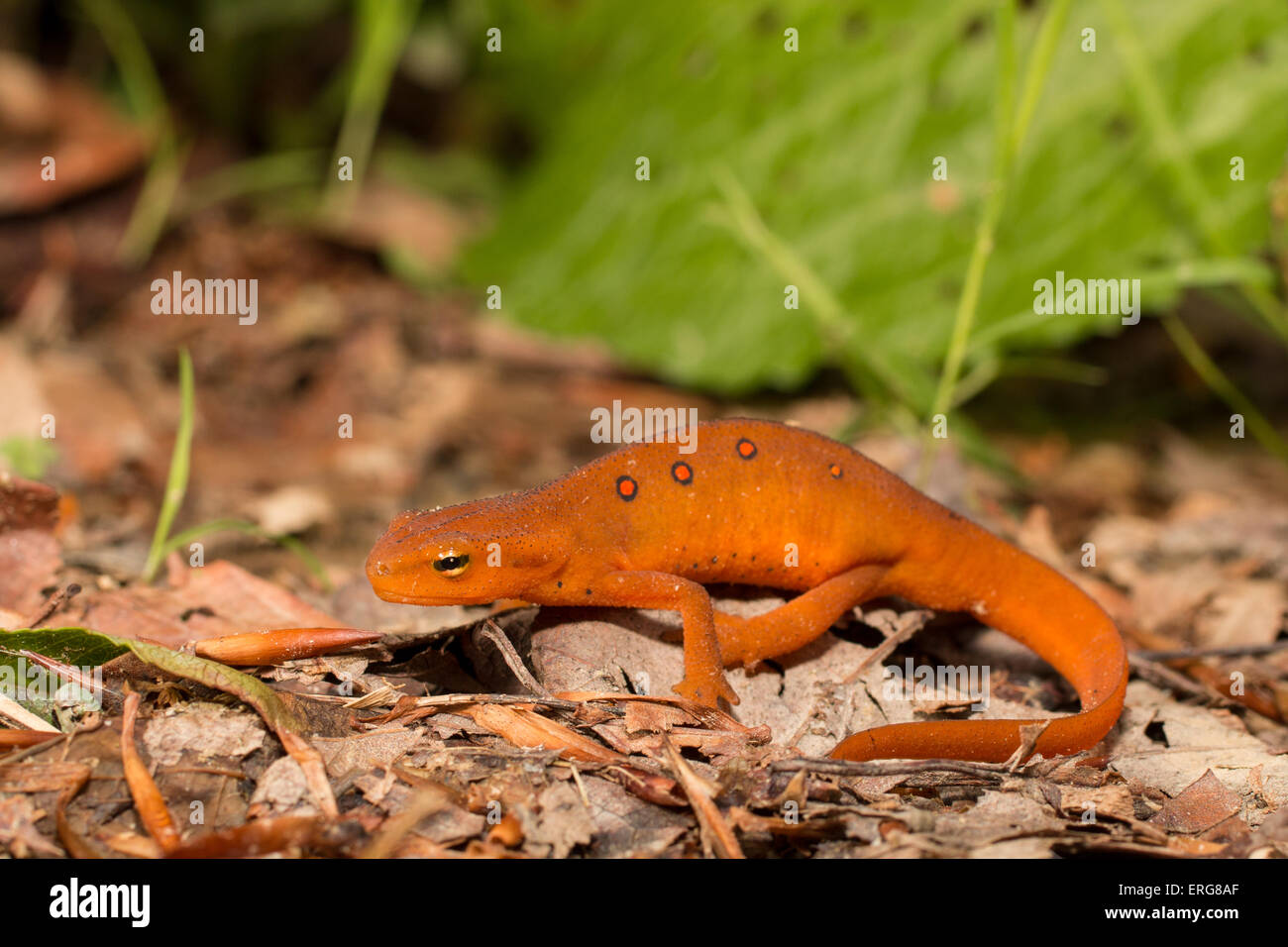 I capretti newt orientale (rosso eft) - Notopthalmus viridescens Foto Stock