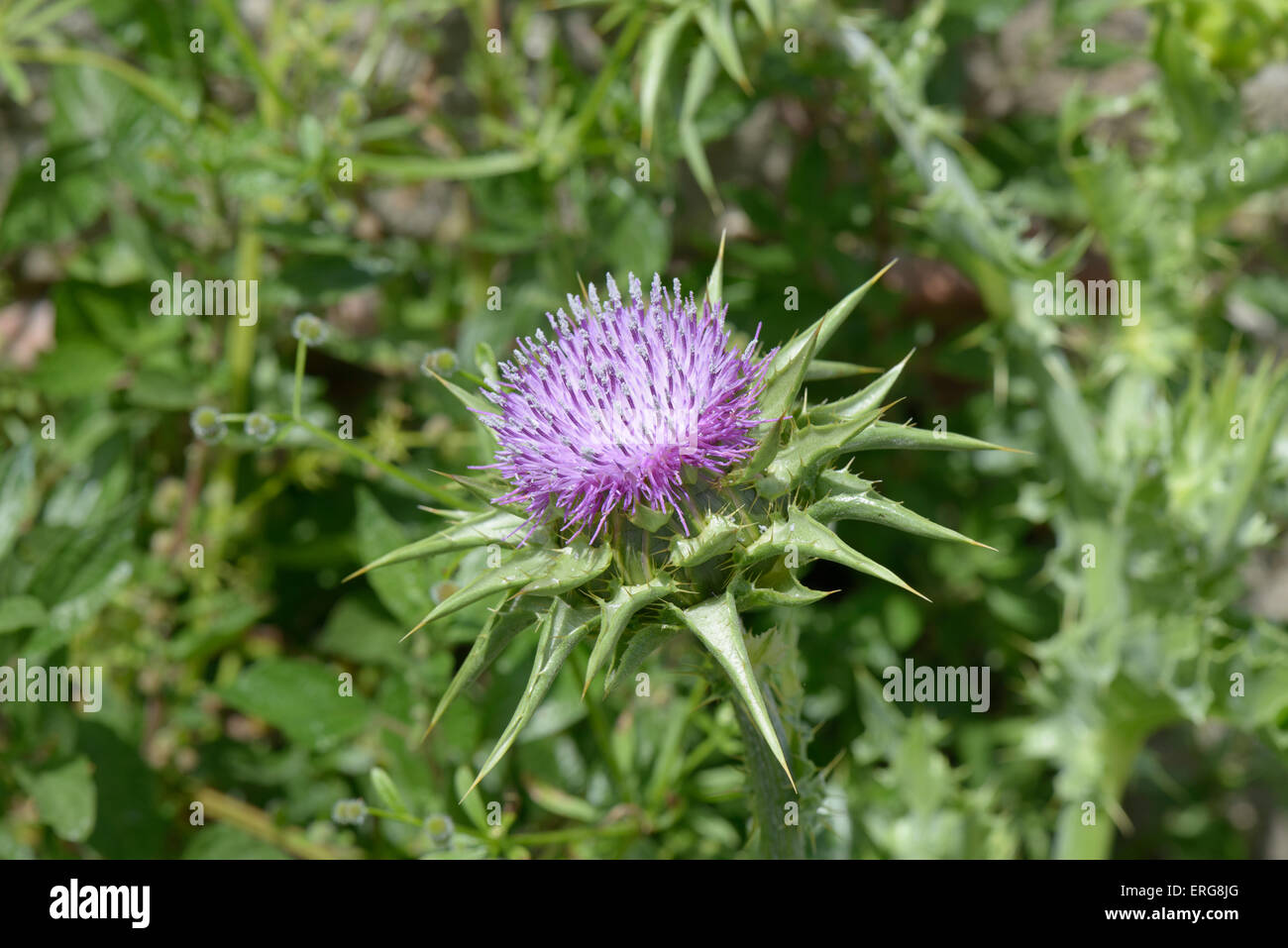 Bella viola thistle selvaggio fiore close up Foto Stock