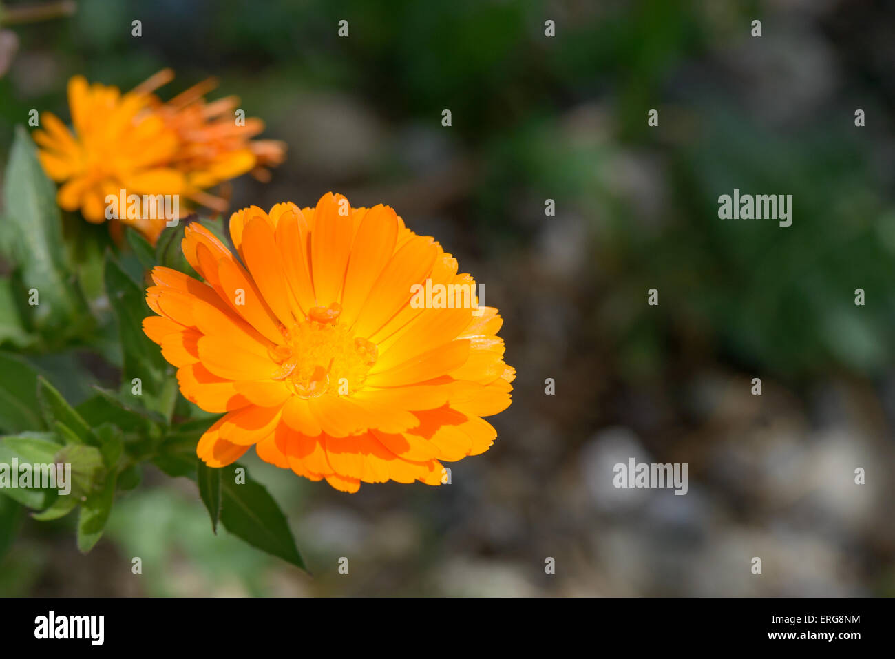 Bella arancio fiori selvatici da vicino lungo il giardino Foto Stock