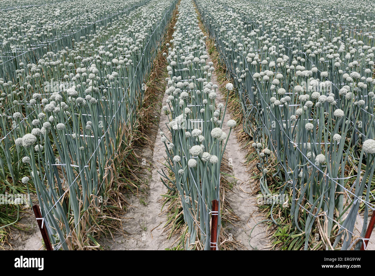 Righe di cipolle fresche crescere in terreni agricoli Foto Stock