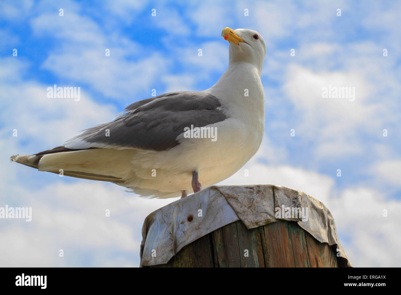 Sea Gull su un palo Foto Stock