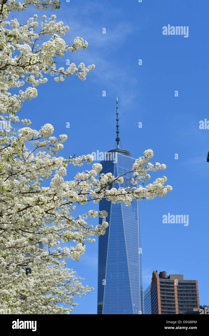 Fiori che sbocciano in Lower Manhattan con il World Trade Center Tower uno in background. Foto Stock