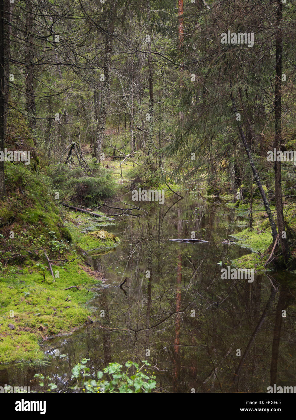 Parte paludosa della foresta Ostmarka in Oslo Norvegia, bagnato, scuro e non facilmente accessibili Foto Stock