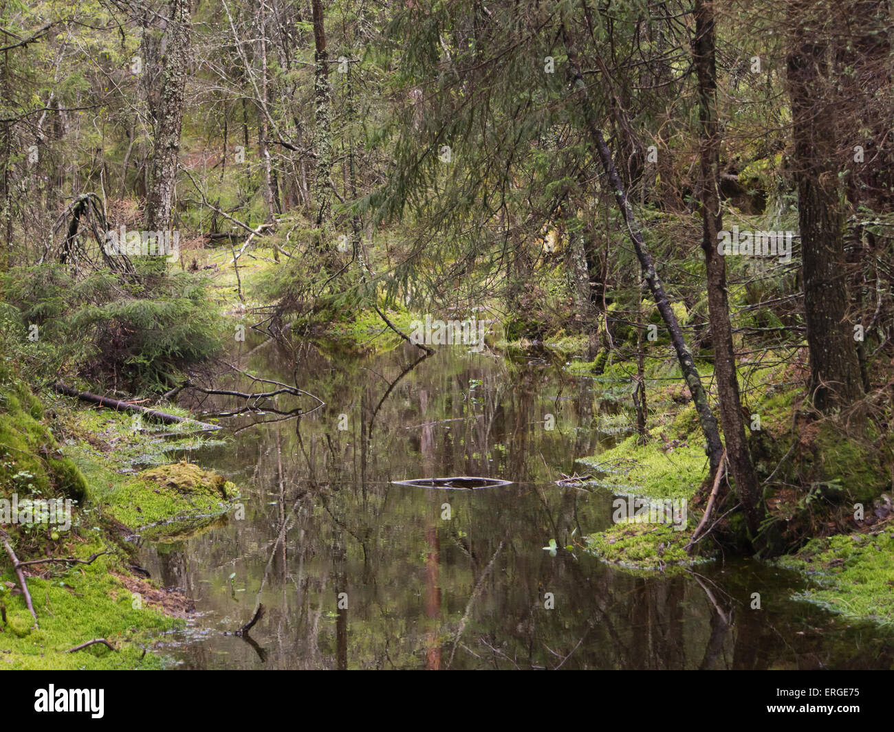 Parte paludosa della foresta Ostmarka in Oslo Norvegia, bagnato, scuro e non facilmente accessibili Foto Stock