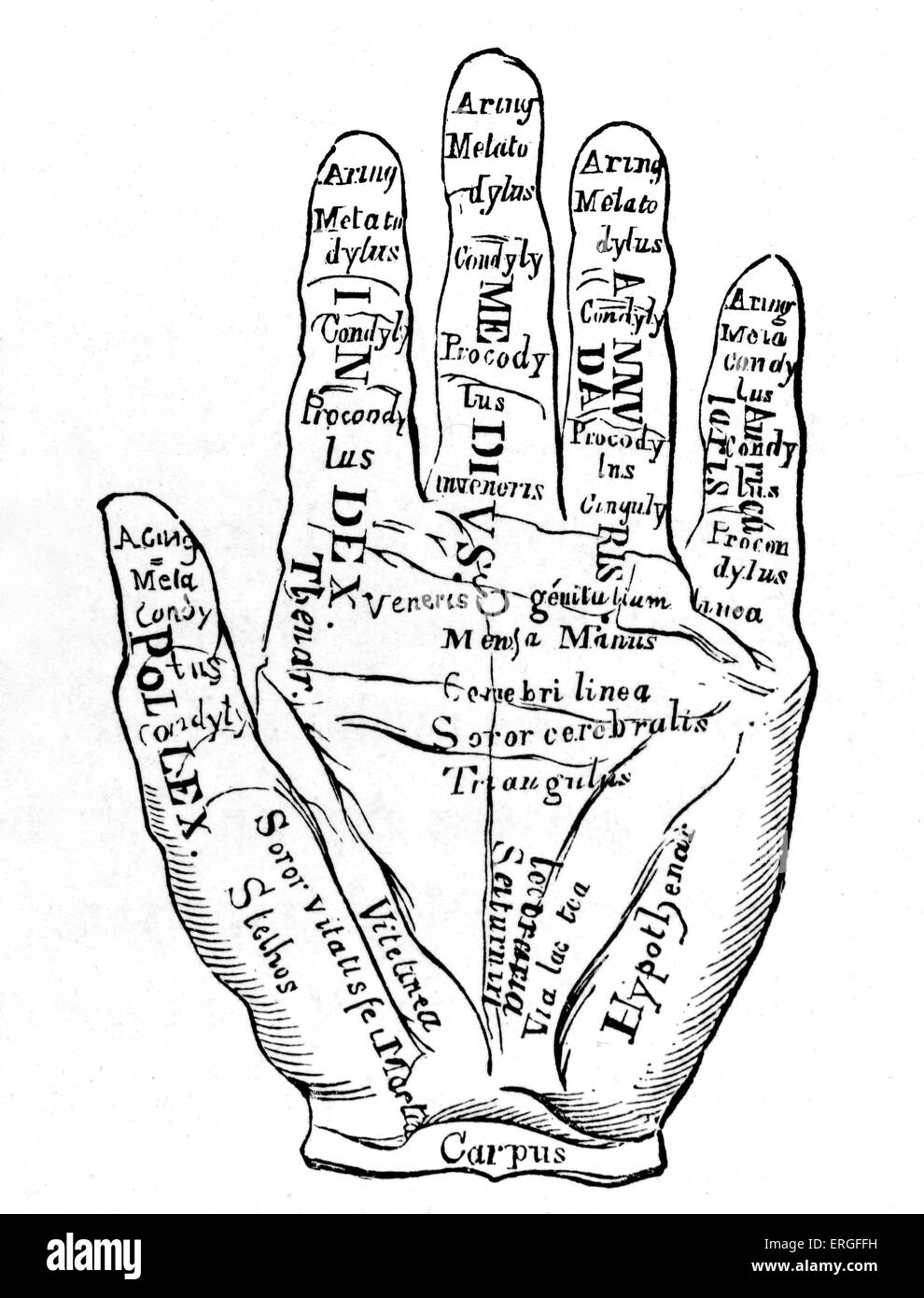 'Specimen della mano sinistra con le linee e le loro confessioni Horoscopic'. Foto Stock