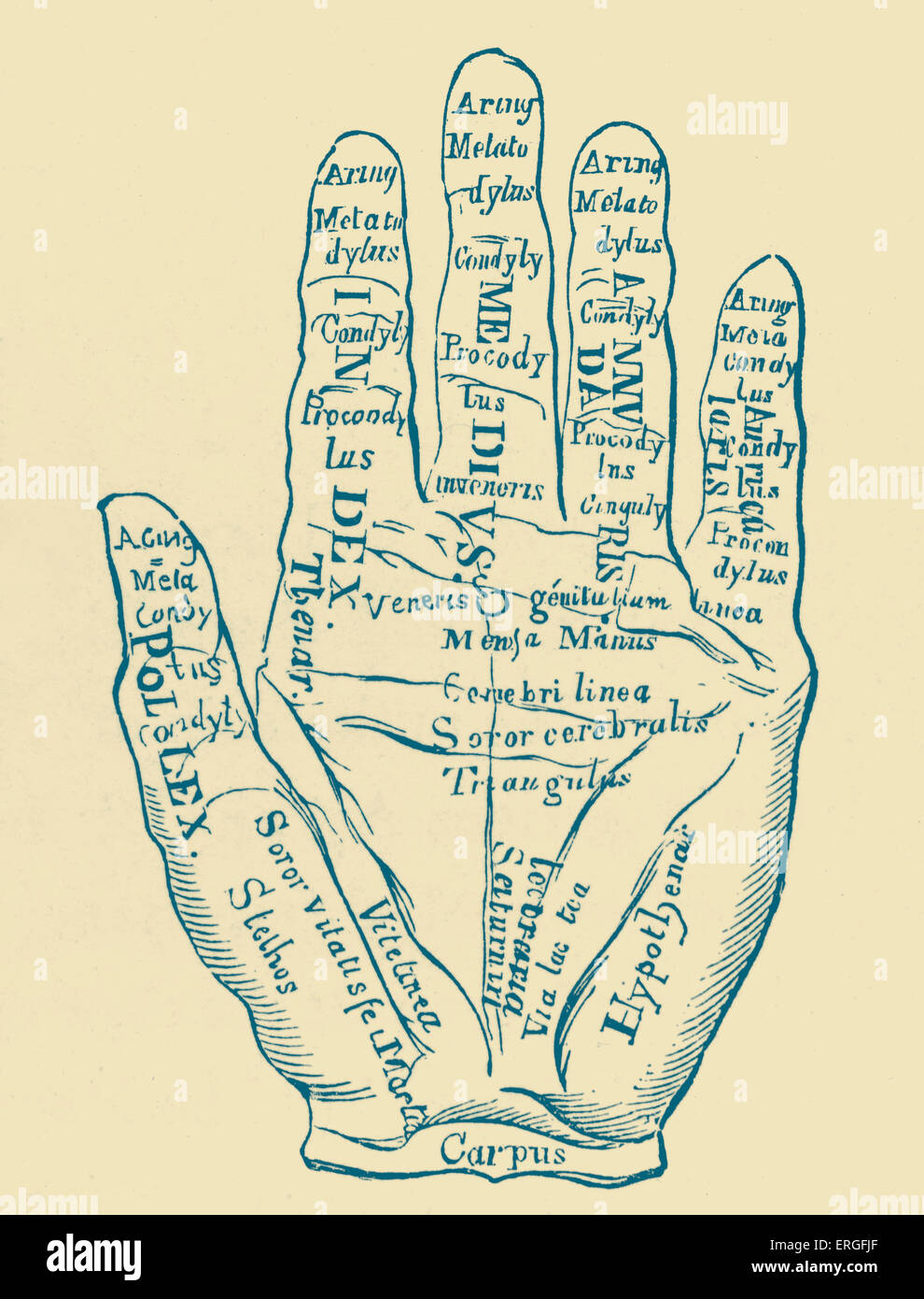 'Specimen della mano sinistra con le linee e le loro confessioni Horoscopic'. Foto Stock