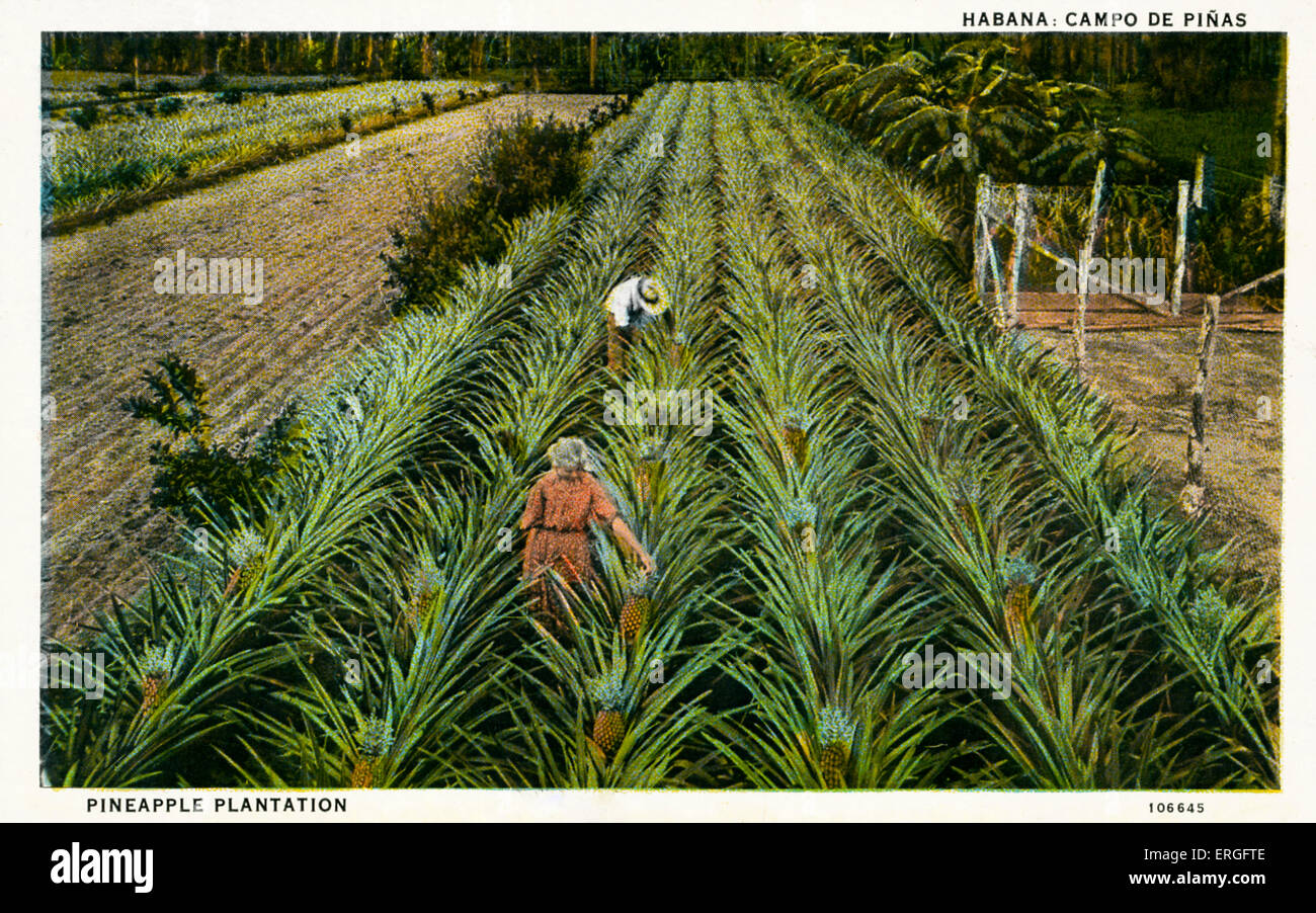 La piantagione di Ananas, Havana, Cuba Foto Stock