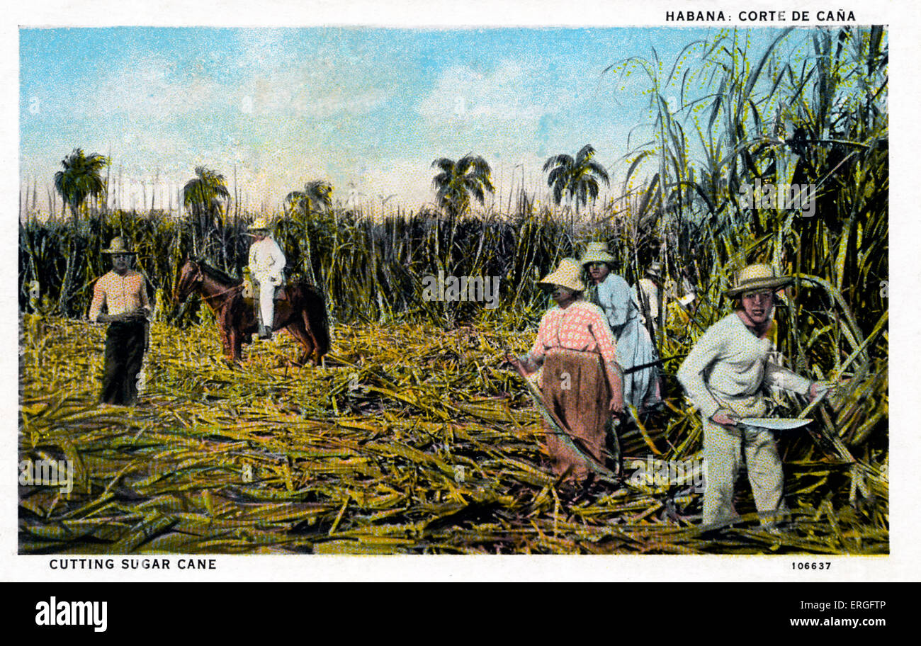 Il taglio di canna da zucchero, Havana, Cuba Foto Stock