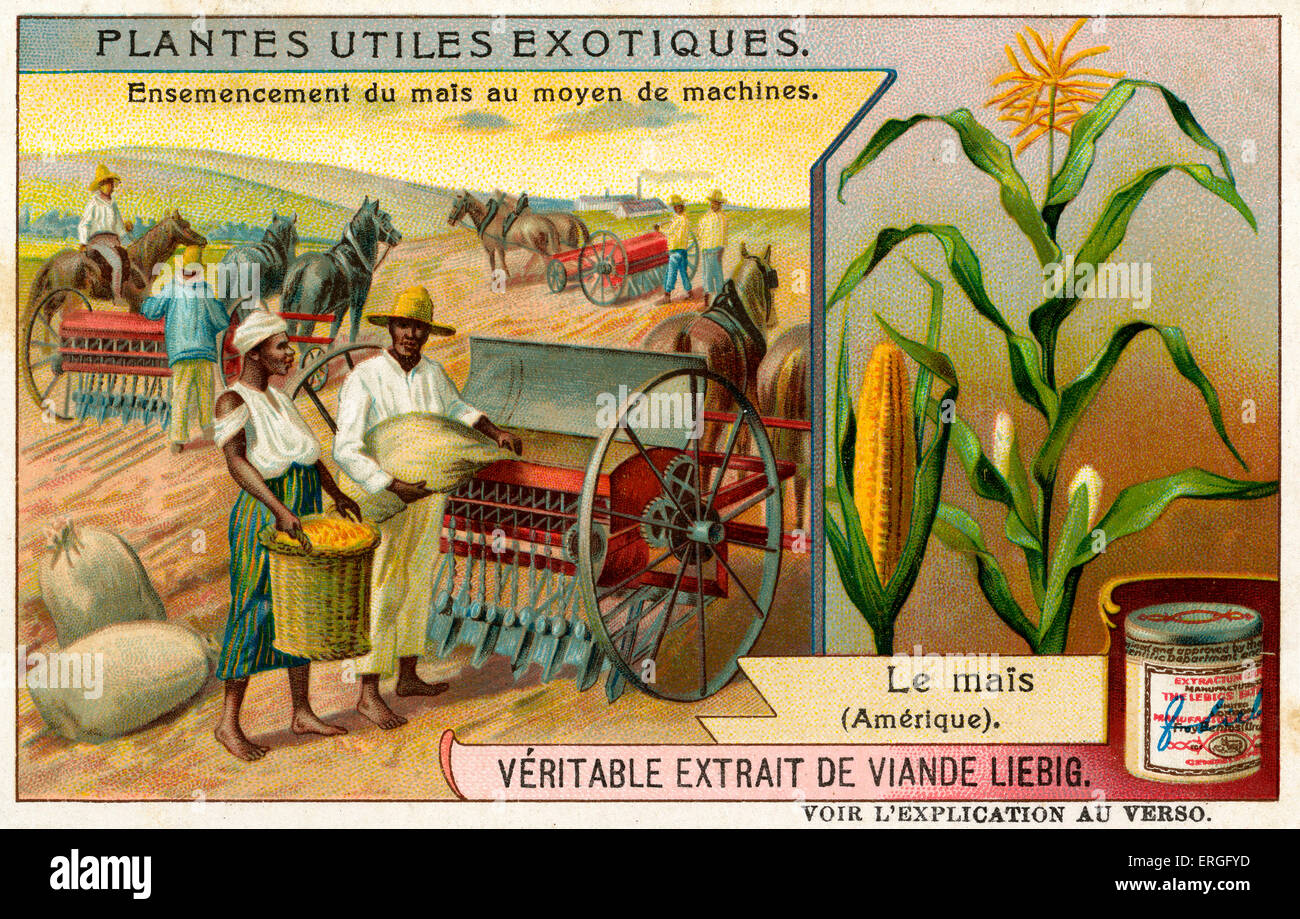Utili piante esotiche: granturco dolce (America), 1909. (Francese: Plantes Utiles Exotiques: Le mais). Liebig estratto di carne card da collezione. Foto Stock