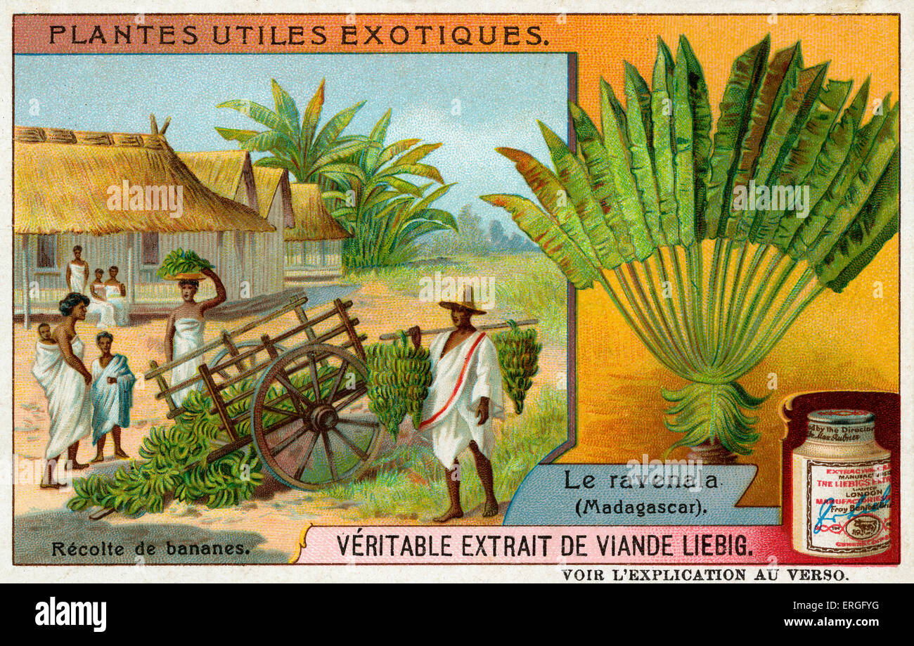Utili piante esotiche: Ravenala (Madagascar), 1909. (Francese: Plantes Utiles Exotiques: Le ravenala). Raccolto di banane. Anche Foto Stock