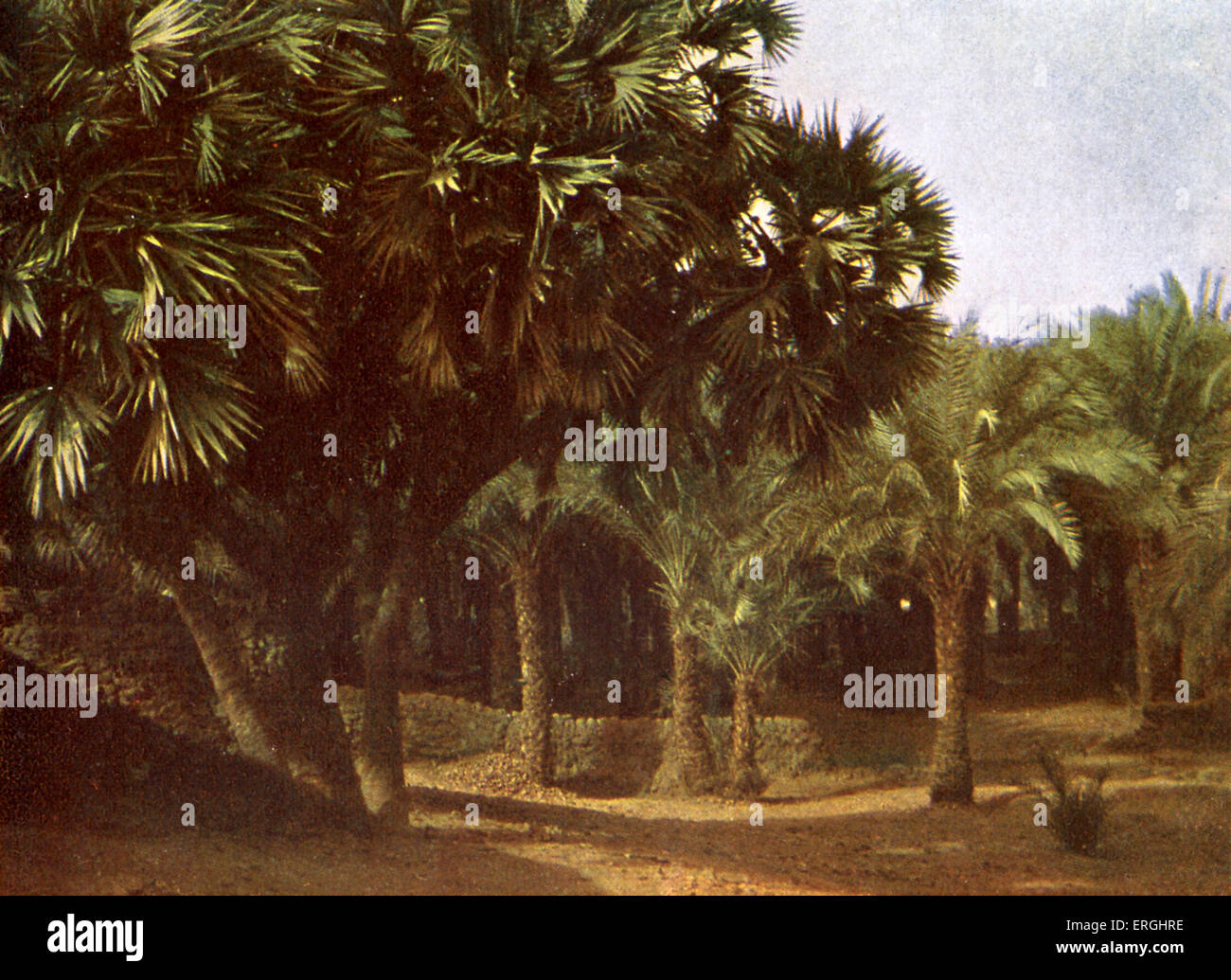 Il Palm Grove vicino a Karnak, Egitto. Foto dal libro di 1923. Foto Stock