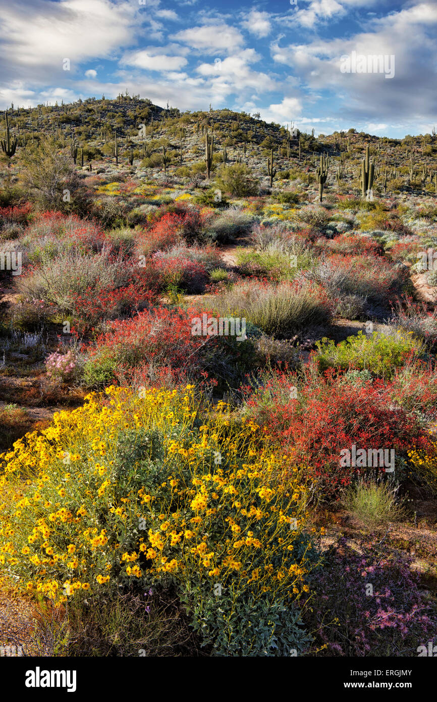 Red chuparosa dominano la primavera fioriscono sulle colline del Tonto National Forest vicino Lago di Bartlett, Arizona. Foto Stock