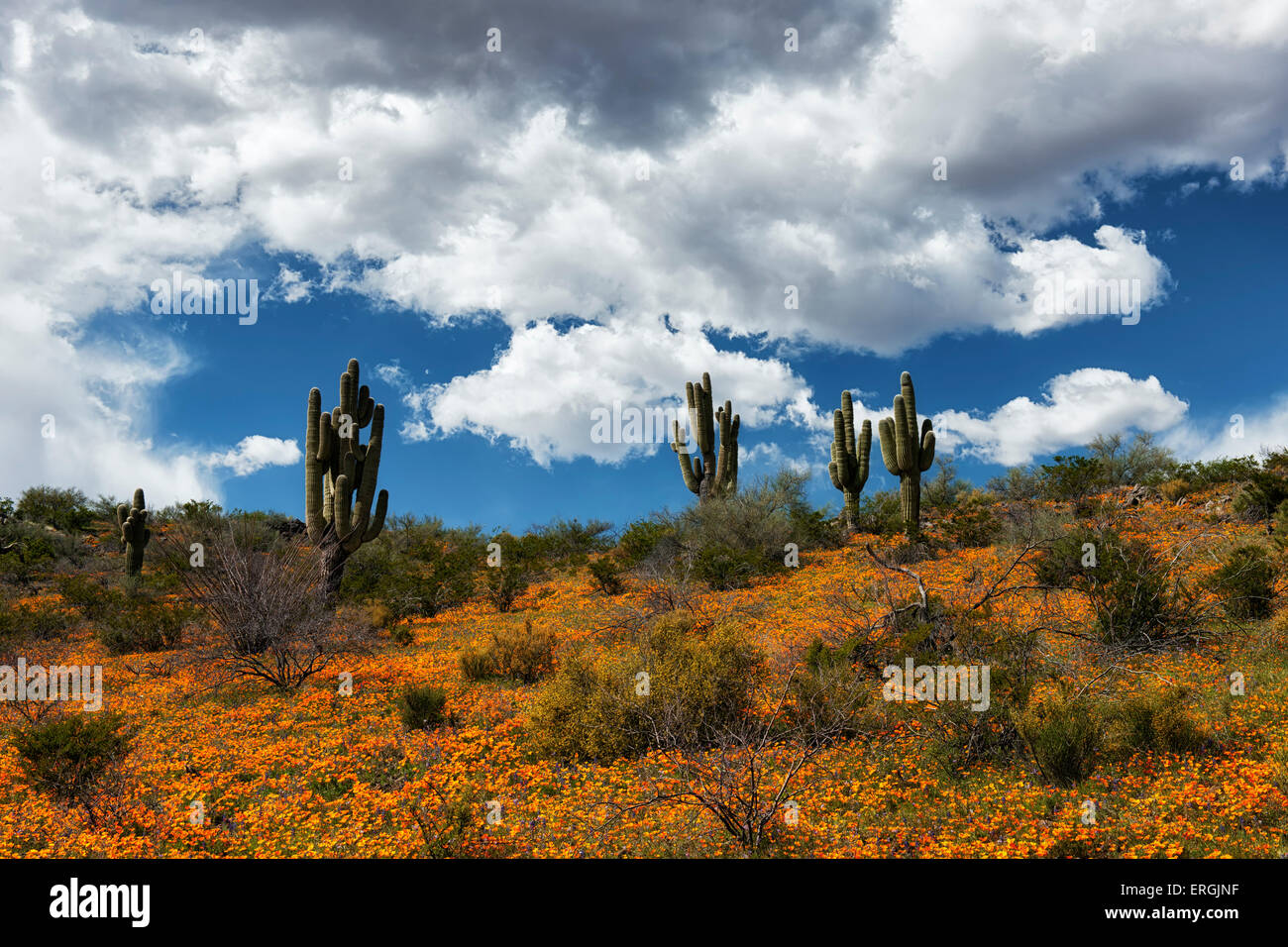 La molla fioritura di papaveri Messicana sulle colline al San Carlos Apache Indian Reservation nel sud-est in Arizona. Foto Stock