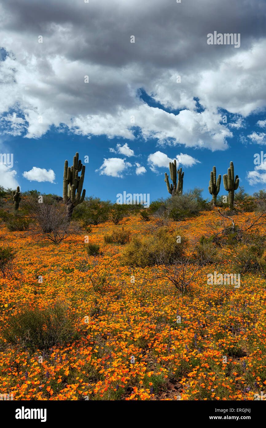 La molla fioritura di papaveri Messicana sulle colline al San Carlos Apache Indian Reservation nel sud-est in Arizona. Foto Stock