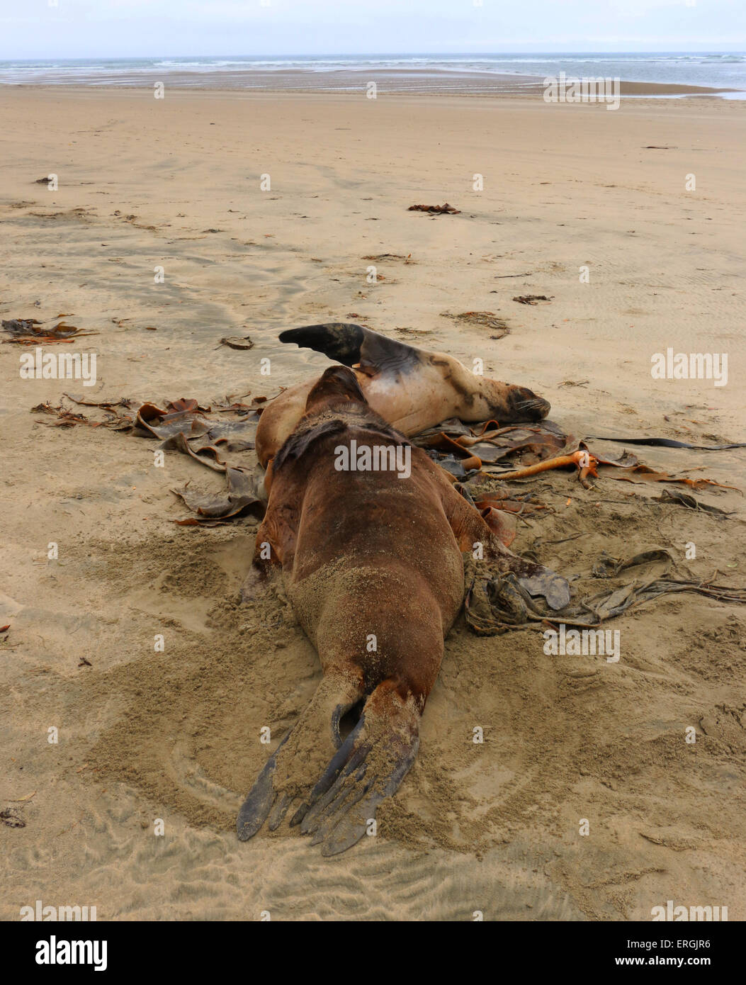 Sleeping Hooker il sea lion Nuova Zelanda Sea Lion Surat Spiaggia fiume Catlins Nuova Zelanda Foto Stock