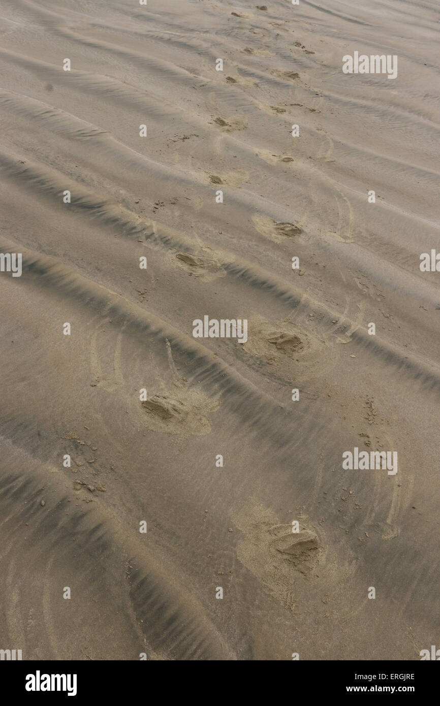 Le tracce in sabbia di Hooker il sea lion Nuova Zelanda Sea Lion Surat Spiaggia fiume Catlins Nuova Zelanda Foto Stock