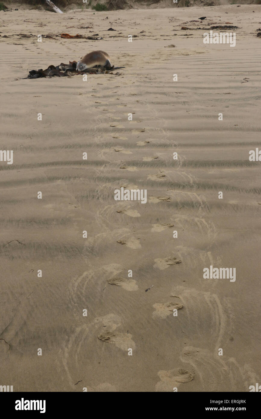 Le tracce in sabbia di Hooker il sea lion Nuova Zelanda Sea Lion Surat Spiaggia fiume Catlins Nuova Zelanda Foto Stock