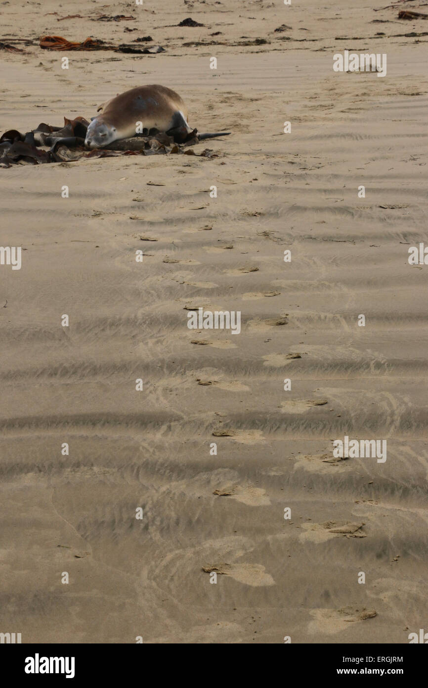 Le tracce in sabbia di Hooker il sea lion Nuova Zelanda Sea Lion Surat Spiaggia fiume Catlins Nuova Zelanda Foto Stock