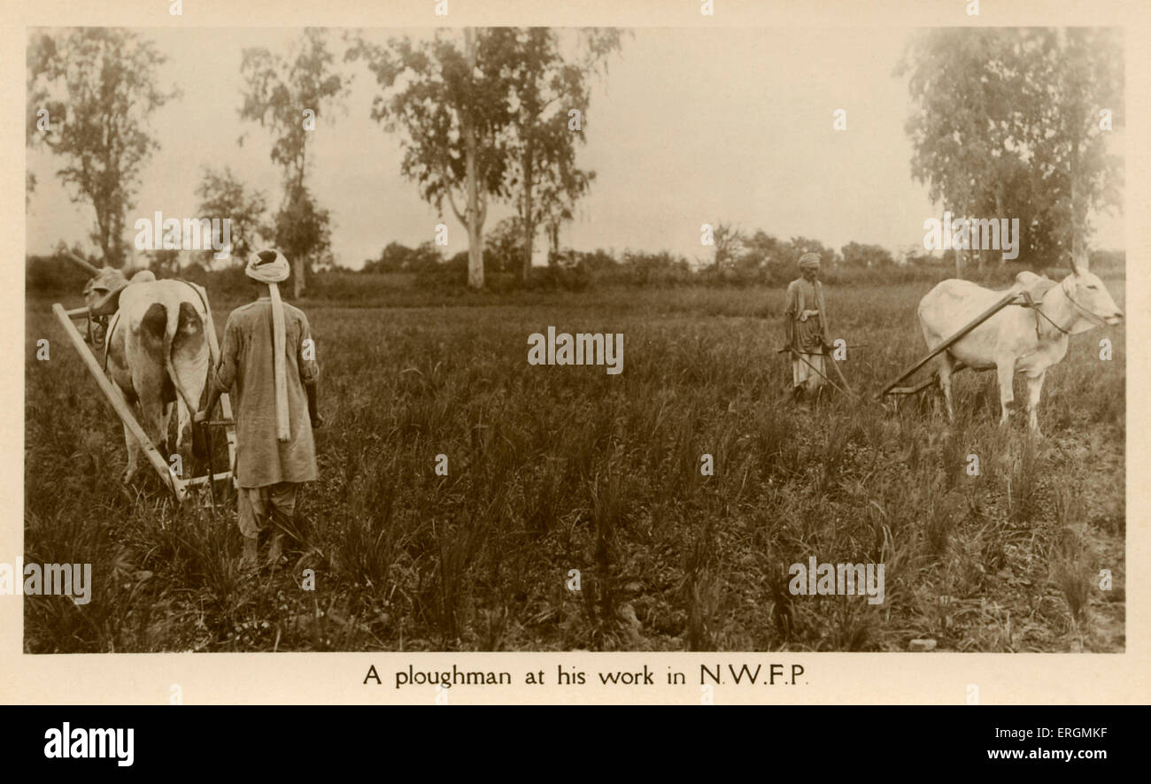 Plowmen al lavoro nel N.W.F.P. (Frontiera Nord Ovest) Provience dell India britannica, ora il Pakistan. Due Buoi coltivando i campi. Foto Stock
