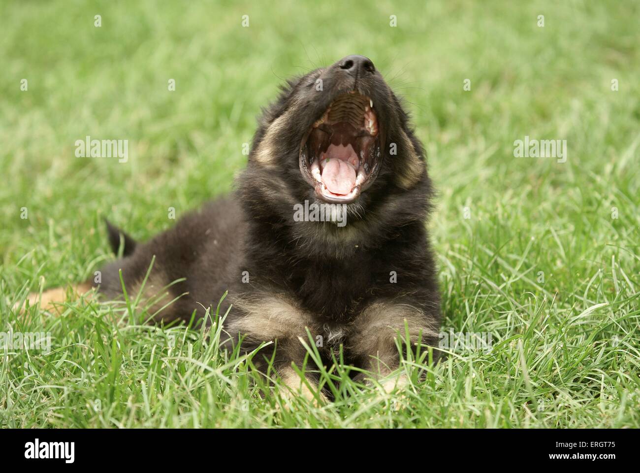 Old German sheepdog cucciolo Foto Stock