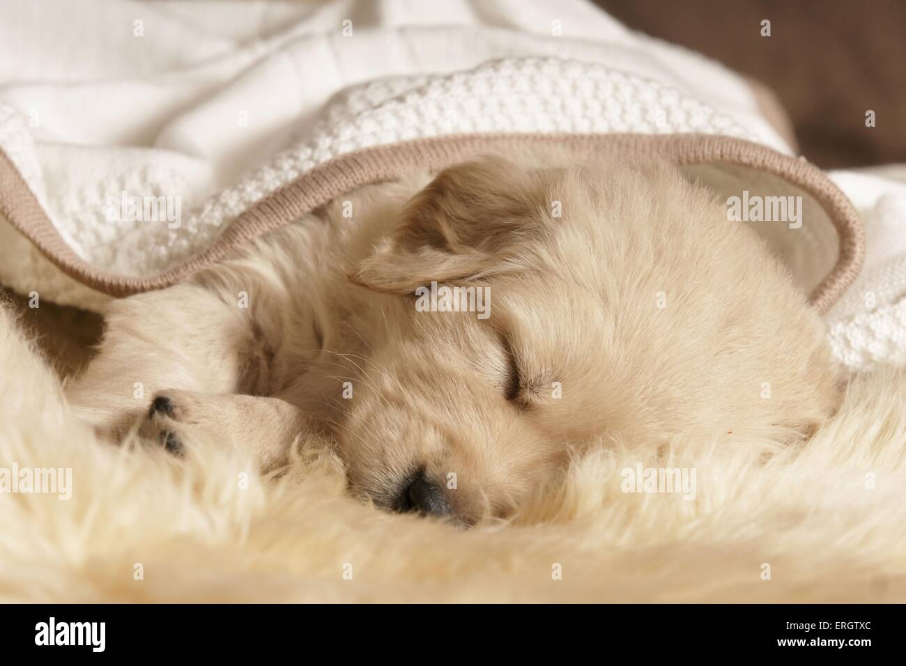 Cuccioli di golden retriever immagini e fotografie stock ad alta risoluzione