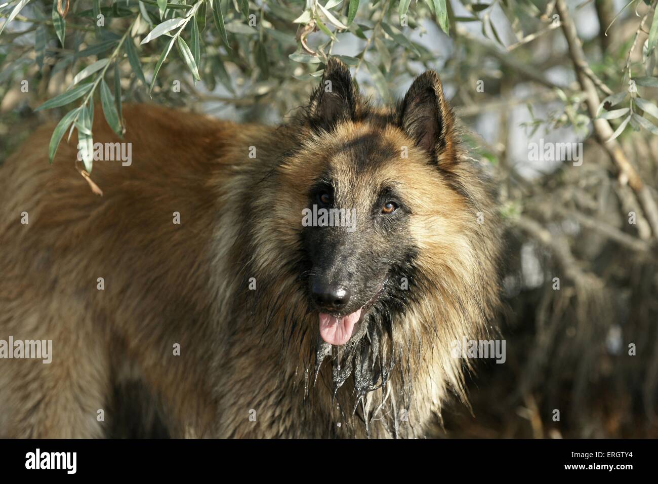 Tervuren belga Foto Stock