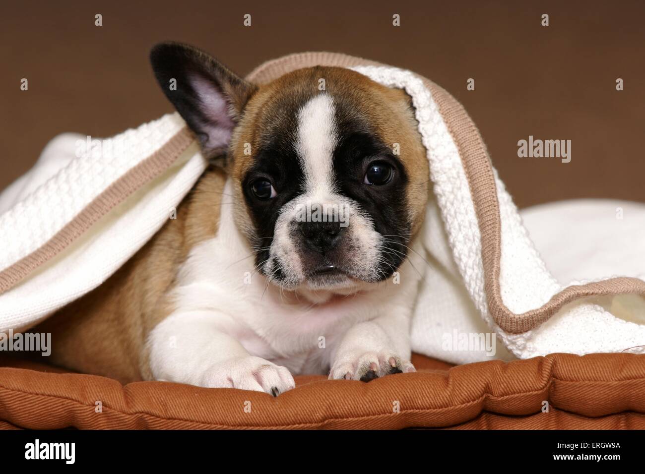 Bulldog francese cucciolo Foto Stock