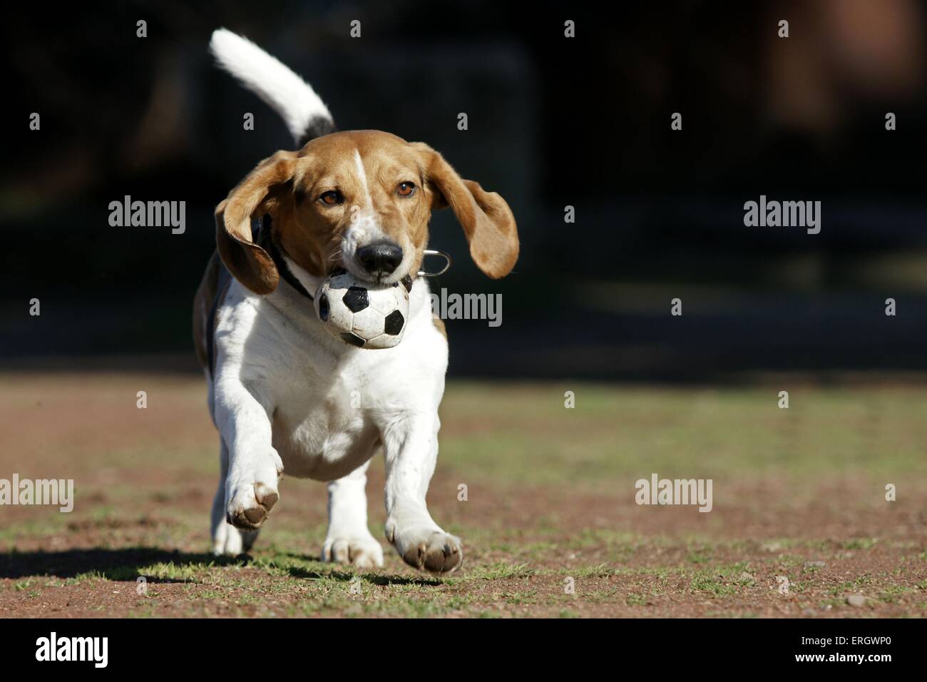 Riproduzione di Basset Artesien Normand Foto Stock