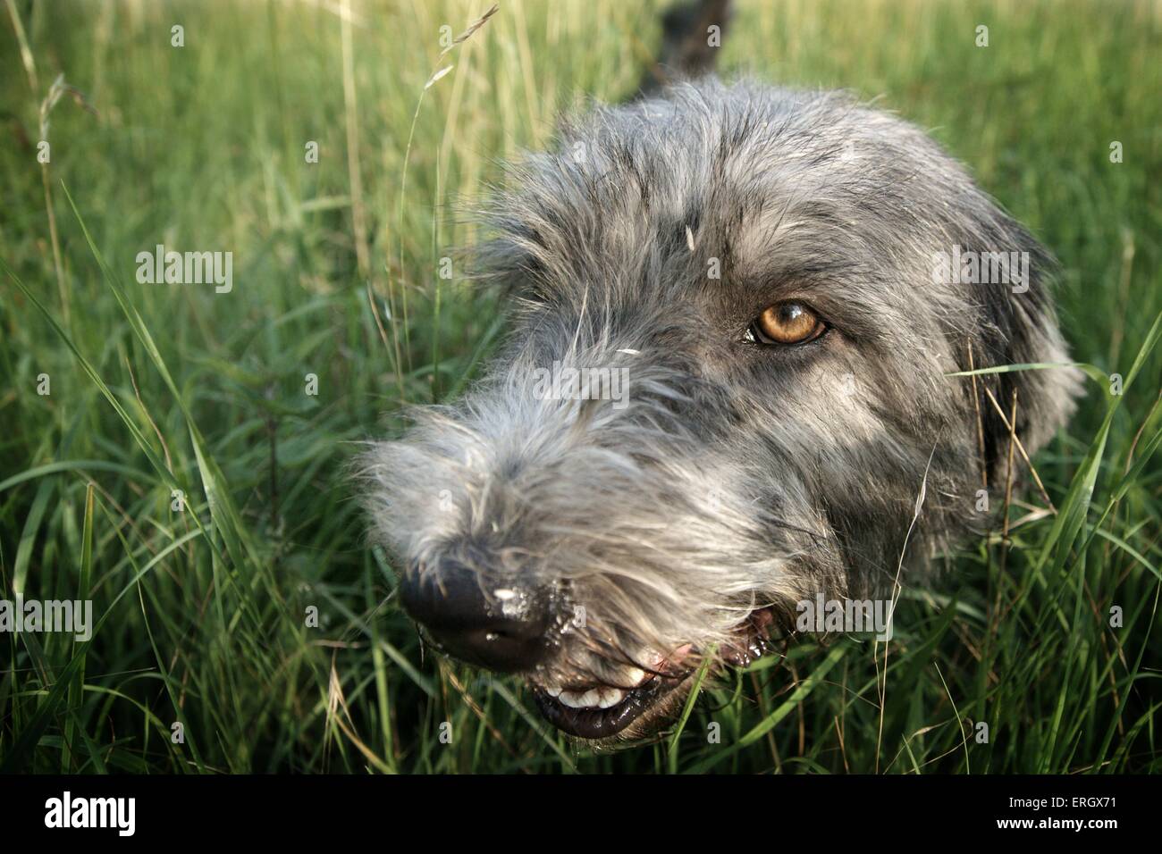 Irish Glen of Imaal Terrier ritratto Foto Stock