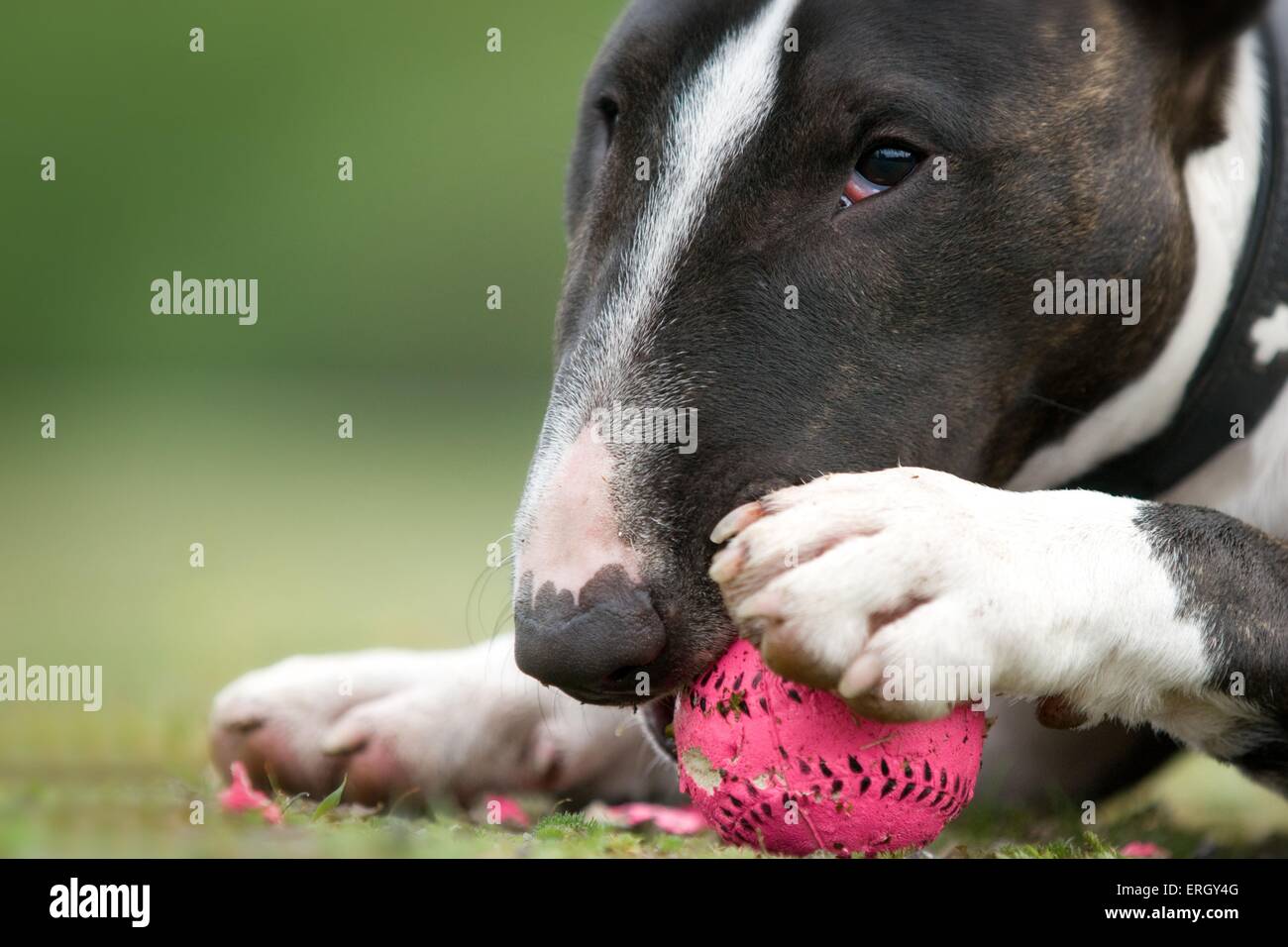 Miniatura Bullterrier si rompe la sfera Foto Stock