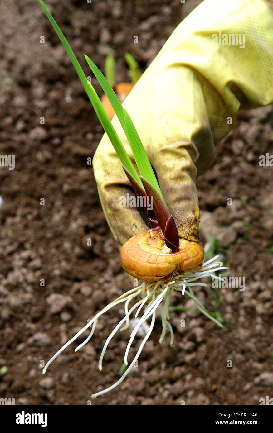 Tenendo la mano gladiolus fiore Bulbo di cipolla prima di piantare Foto Stock